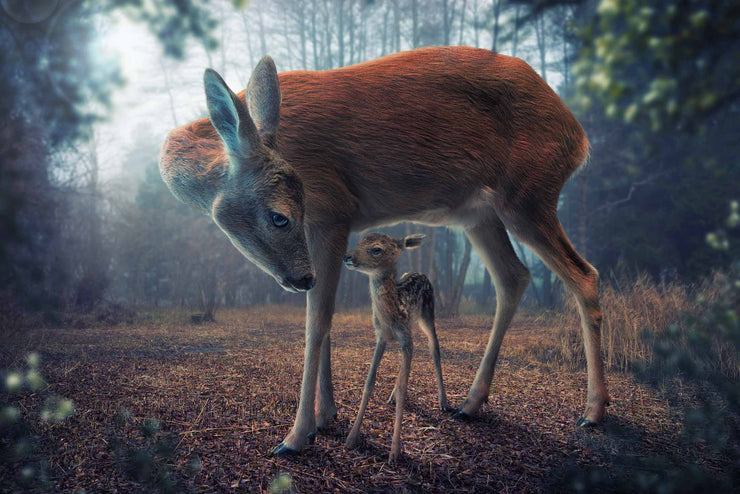 Photo Wallpaper Mother and Fawn