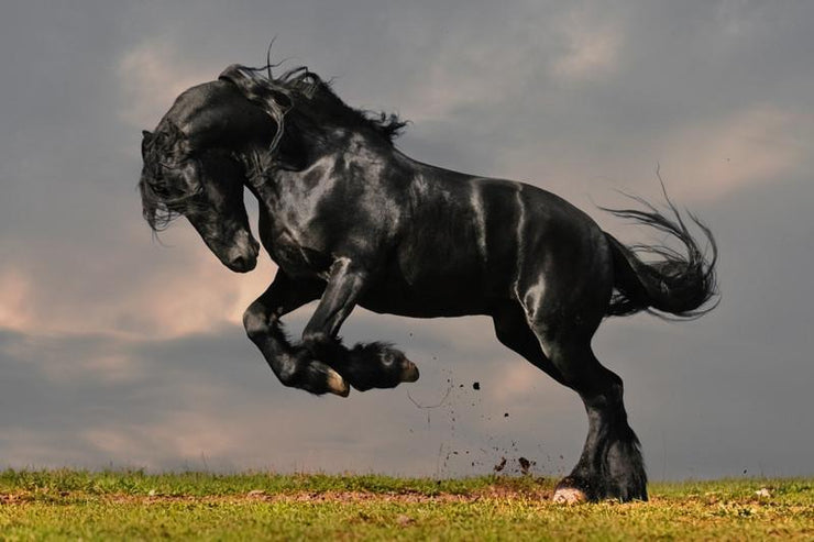 Black stallion Wall Mural-Animals & Wildlife-Eazywallz