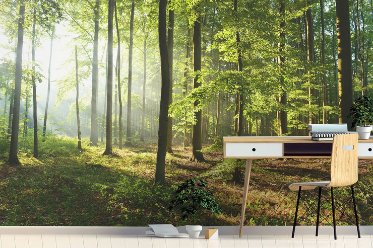 Papier Peint Forêt Matinale