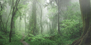 Deep Jungle Panoramic Wallpaper Mural-Landscapes & Nature,Panoramic-Eazywallz