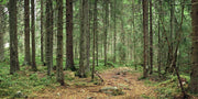 Deep Pine Forest Wall Mural-Landscapes & Nature,Panoramic-Eazywallz
