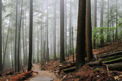 Foggy Forest & Hiking Trail Wall Mural-Landscapes & Nature-Eazywallz