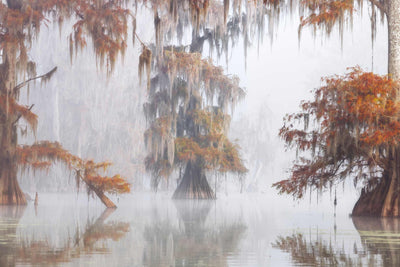 Photo Wallpaper Mysty Bayou