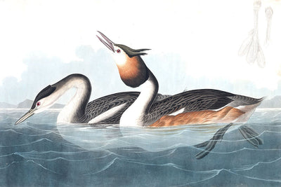 Papier Peint Canards Huppés