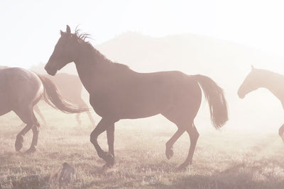 Papier Peint Chevaux Sauvages