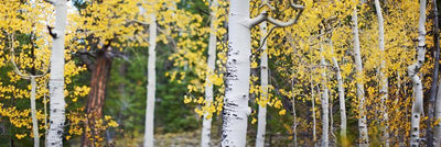 Aspen Trees wall Mural Wall Mural-Landscapes & Nature,Panoramic-Eazywallz