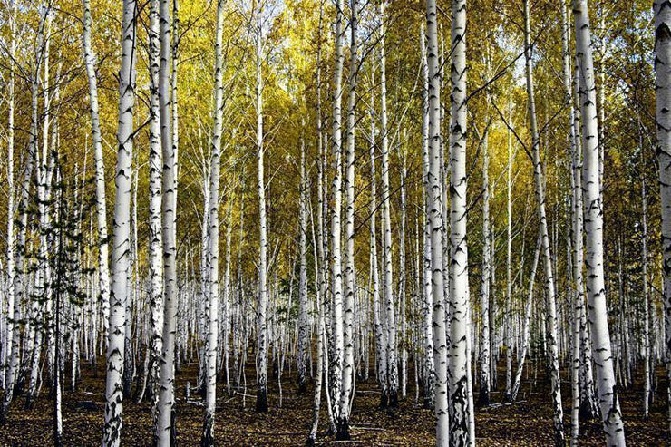 Autumn birch forest Wall Mural-Landscapes & Nature-Eazywallz