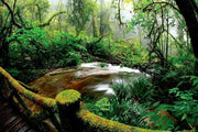 Beautiful rainforest Wall Mural-Landscapes & Nature-Eazywallz