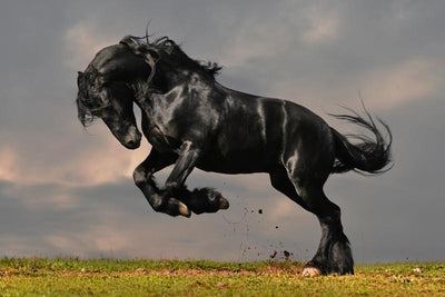 Black stallion Wall Mural-Animals & Wildlife-Eazywallz