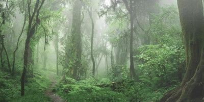 Deep Jungle Panoramic Wallpaper Mural-Landscapes & Nature,Panoramic-Eazywallz