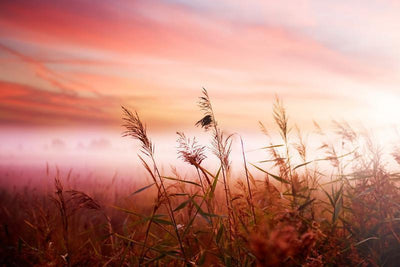 Early Morning Mist Wall Mural-Florals,Landscapes & Nature,Featured Category of the Month-Eazywallz