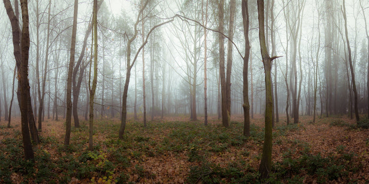 Foggy Forest Panorama Wall Mural-Landscapes & Nature,Panoramic-Eazywallz