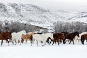 Horses on the Ranch Mural Wallpaper-Animals & Wildlife,Black & White-Eazywallz