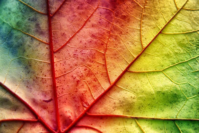 Multicolor leaf Wall Mural-Macro,Textures-Eazywallz