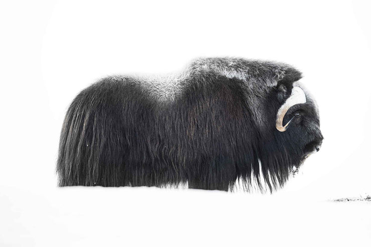 Photo Wallpaper Muskox