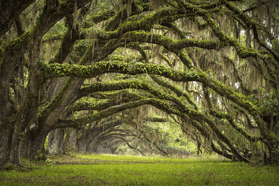 Oak Tree Forest Wall Mural-Landscapes & Nature-Eazywallz