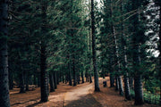 Pathway Through Park Forest Wall Mural-Landscapes & Nature-Eazywallz