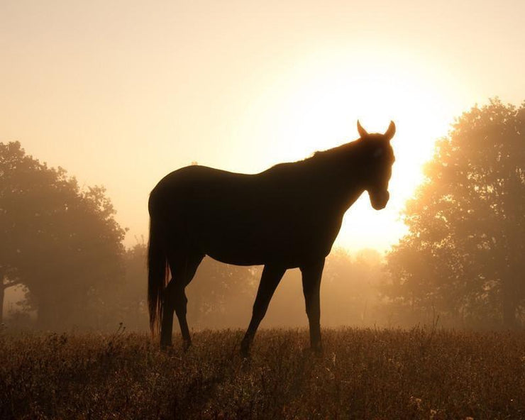 Silhouette of an Arabian Horse Wall Mural-Animals & Wildlife-Eazywallz