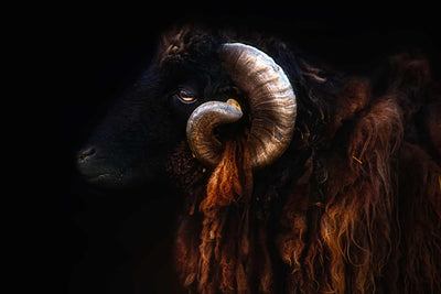 Photo Wallpaper The Ram