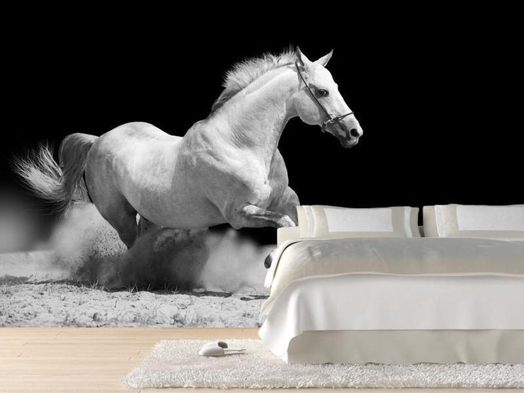 White Stallion Wall Mural-Animals & Wildlife,Black & White-Eazywallz