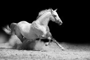 White Stallion Wall Mural-Animals & Wildlife,Black & White-Eazywallz